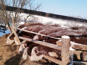 Ответственность при содержании крупного рогатого скота