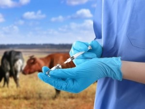 В Кузбассе владельцам личных подсобных хозяйств объявлены предостережения о недопустимости нарушения ветеринарного законодательства В Кузбассе владельцам личных подсобных хозяйств объявлены предостережения о недопустимости нарушения ветеринарного законодательства