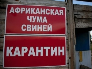 Найден очаг распространения африканской чумы свиней в Кузбассе Найден очаг распространения африканской чумы свиней в Кузбассе