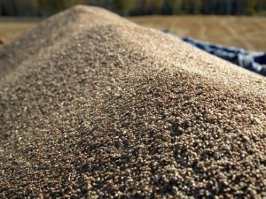 В сельхозпредприятиях Тяжинского округа завершилась уборочная страда