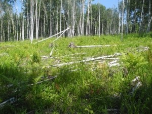 Комплексный план декриминализации сферы экологии и природопользования в действии