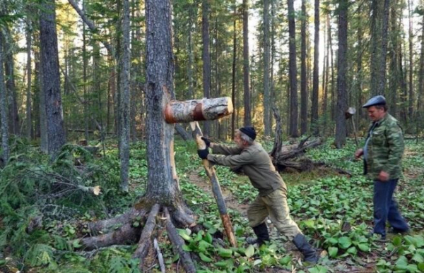 
В Кузбассе под угрозой вековые кедры? Кто на самом деле уничтожает леса и зачем                
