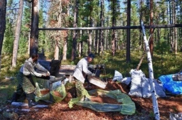 
В Кузбассе под угрозой вековые кедры? Кто на самом деле уничтожает леса и зачем                
